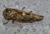 Acericerus vittifrons